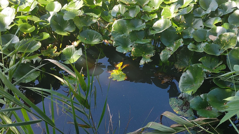 スイレン 横浜市旭区大池町こども自然公園