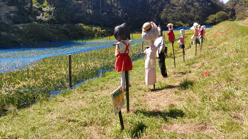 水田と案山子 横浜市旭区大池町こども自然公園
