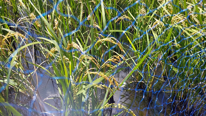 イネ 横浜市旭区大池町こども自然公園