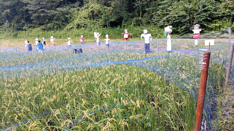 水田と案山子 横浜市旭区大池町こども自然公園