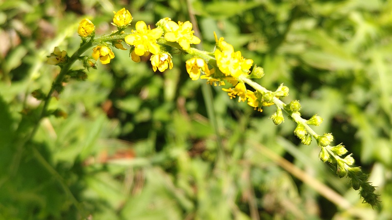 キンミズヒキの花 横浜市旭区大池町こども自然公園