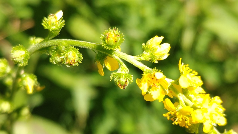キンミズヒキの花 横浜市旭区大池町こども自然公園