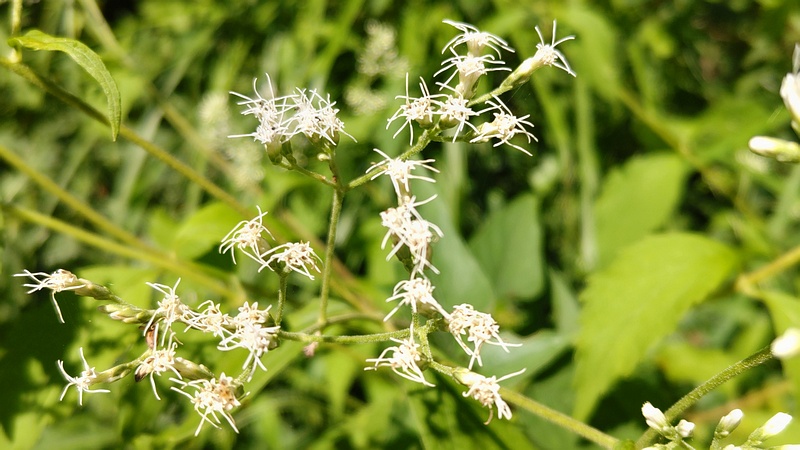 ヒヨドリバナの花 横浜市旭区大池町こども自然公園