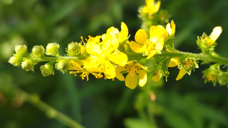 キンミズヒキの花 横浜市旭区大池町こども自然公園