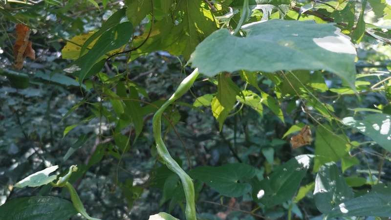 カラスウリクキフクレフシ 横浜市旭区大池町こども自然公園