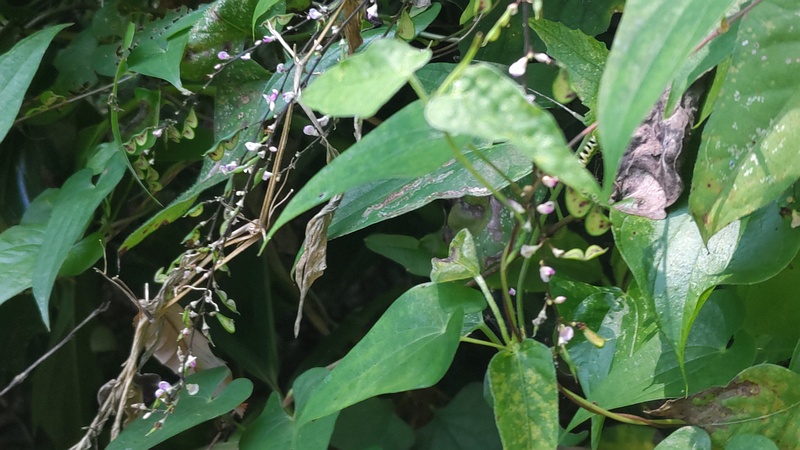 ヌスビトハギの果実 横浜市旭区大池町こども自然公園