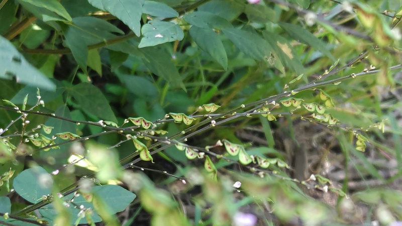 ヌスビトハギの果実 横浜市旭区大池町こども自然公園