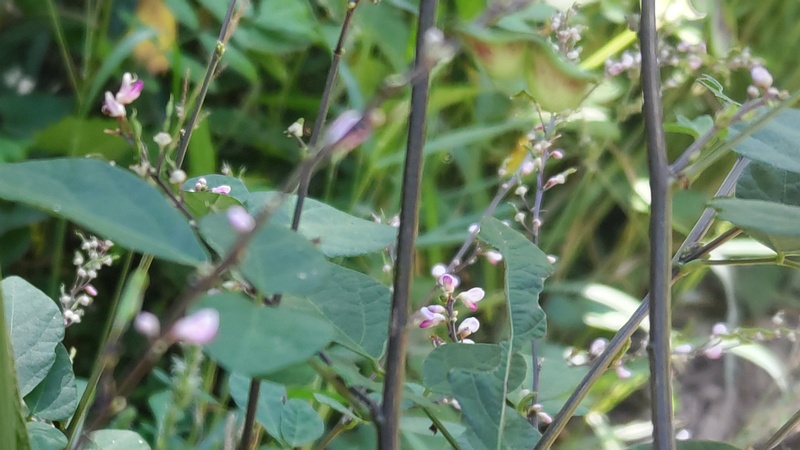ヌスビトハギの花 横浜市旭区大池町こども自然公園