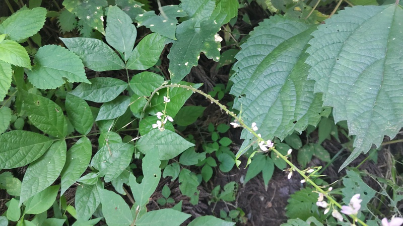 フジカンゾウの花 横浜市旭区大池町こども自然公園