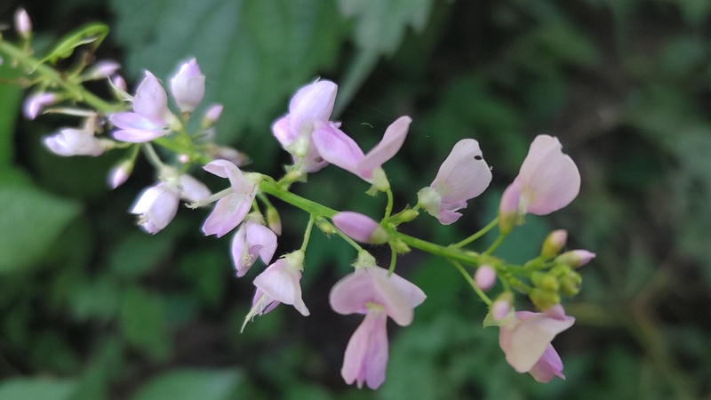 フジカンゾウの花 横浜市旭区大池町こども自然公園