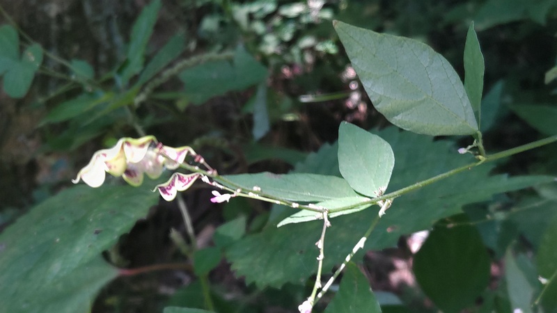 ヌスビトハギの果実 横浜市旭区大池町こども自然公園