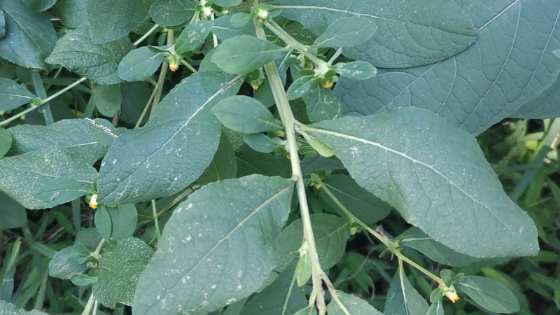 ヤブタバコの花 横浜市旭区大池町こども自然公園
