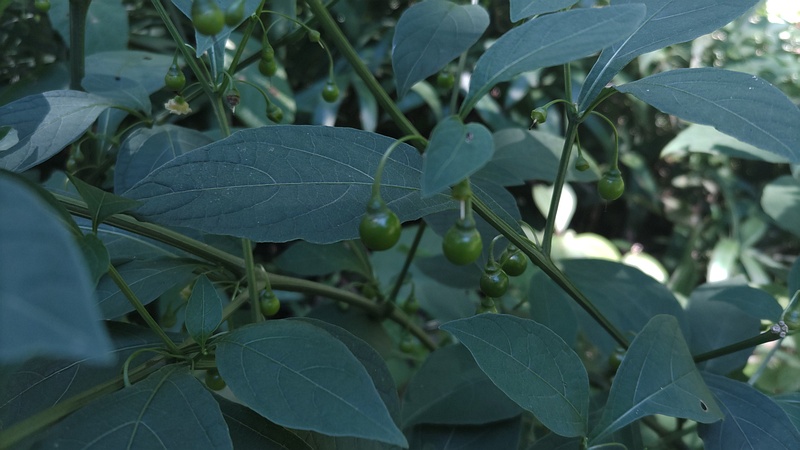 ハダカホオズキの果実 横浜市旭区大池町こども自然公園