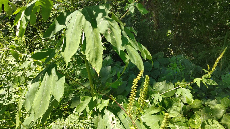 オオブタクサの花 横浜市旭区大池町こども自然公園