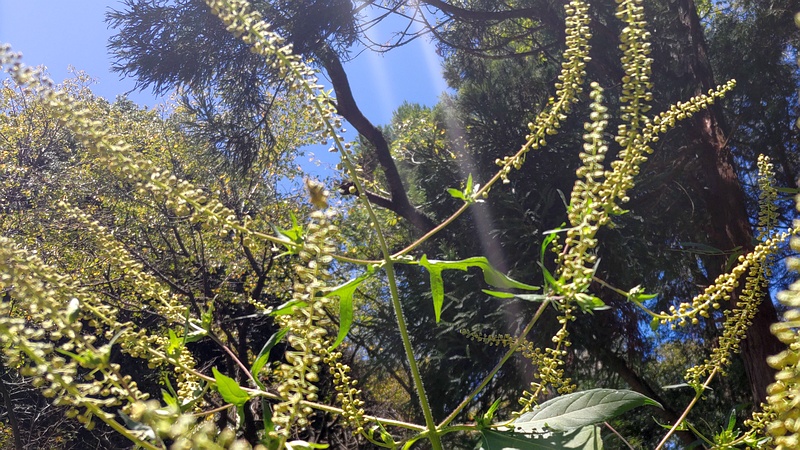 オオブタクサの花 横浜市旭区大池町こども自然公園
