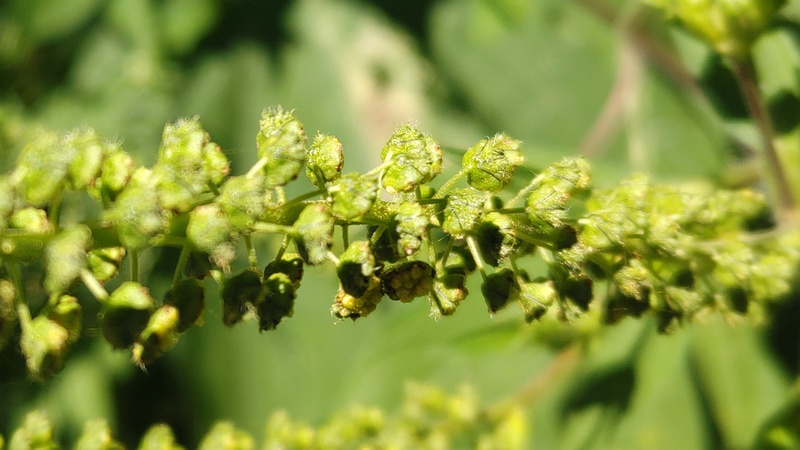 オオブタクサの花 横浜市旭区大池町こども自然公園
