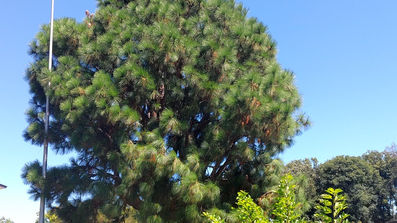 ダイオウショウ 横浜市旭区大池町こども自然公園