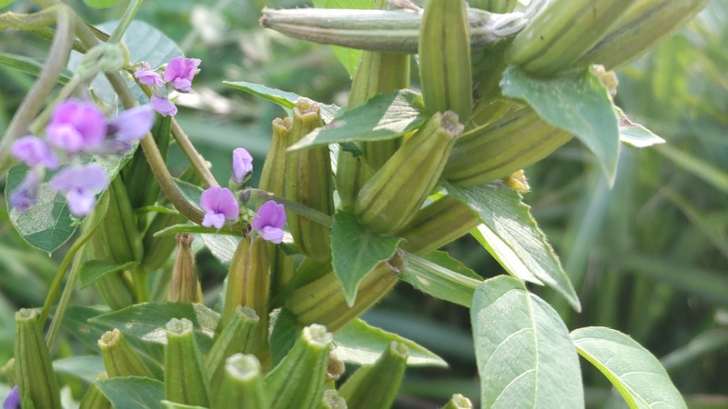 アレチヌスビトハギの花とメマツヨイグサの蕾 川崎市幸区さいわいふるさと公園