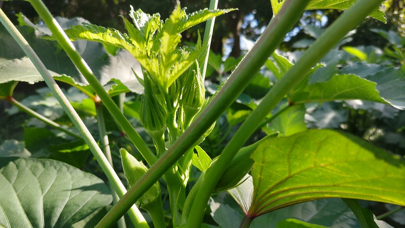 オクラの蕾 川崎市幸区さいわいふるさと公園