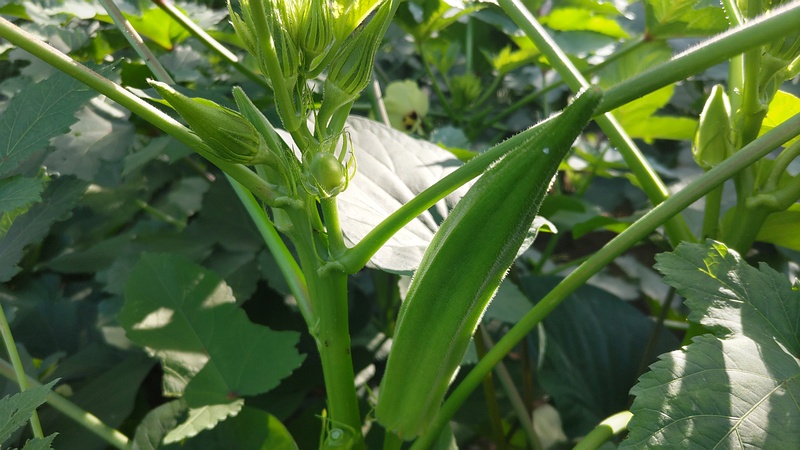 オクラの果実 川崎市幸区さいわいふるさと公園