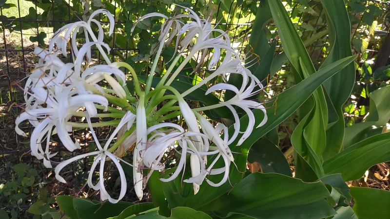 ハマユウの花 川崎市幸区さいわいふるさと公園