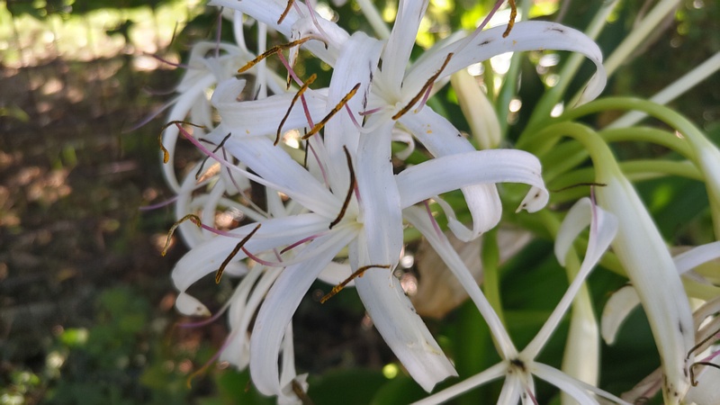 ハマユウの花 川崎市幸区さいわいふるさと公園