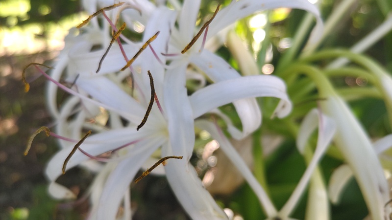 ハマユウの花 川崎市幸区さいわいふるさと公園