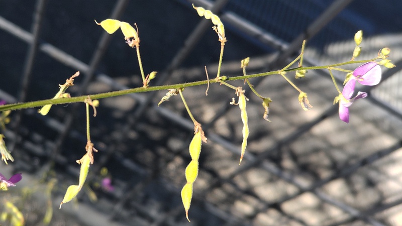 アレチヌスビトハギの果実 川崎市幸区さいわいふるさと公園