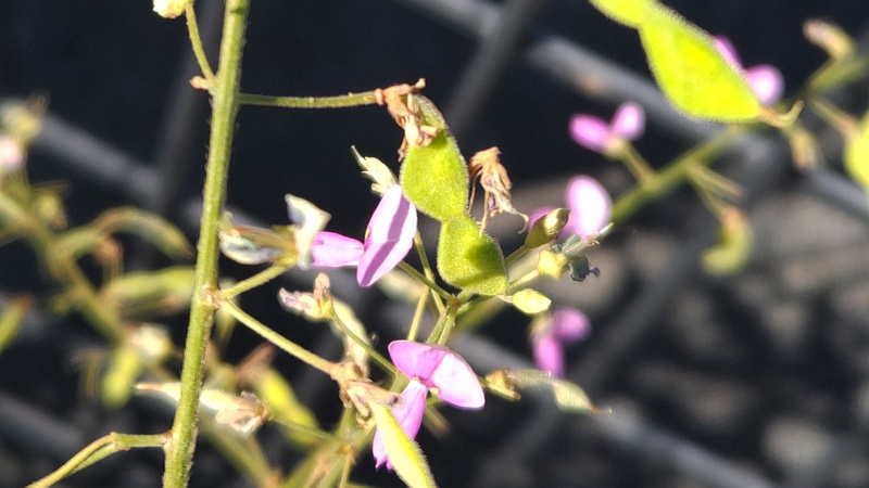 アレチヌスビトハギの果実 川崎市幸区さいわいふるさと公園