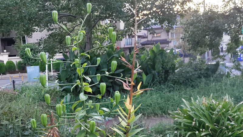 スカシユリの蕾 川崎市幸区さいわいふるさと公園