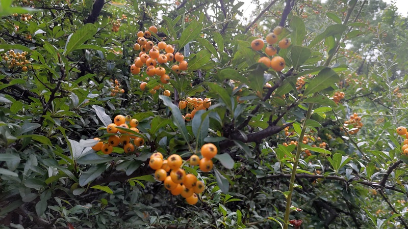 タチバナモドキの果実 川崎市幸区さいわいふるさと公園