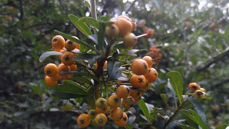 タチバナモドキの果実 川崎市幸区さいわいふるさと公園
