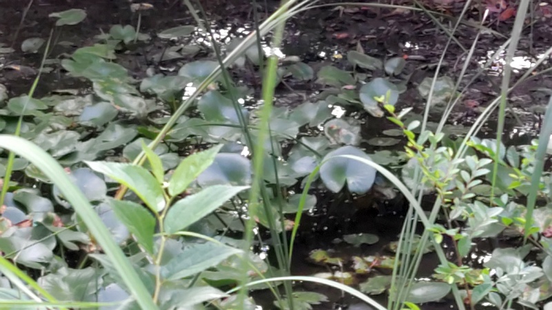 スイレン 川崎市幸区さいわいふるさと公園