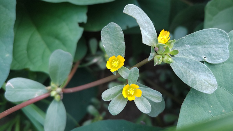 スベリヒユの花 川崎市幸区さいわいふるさと公園