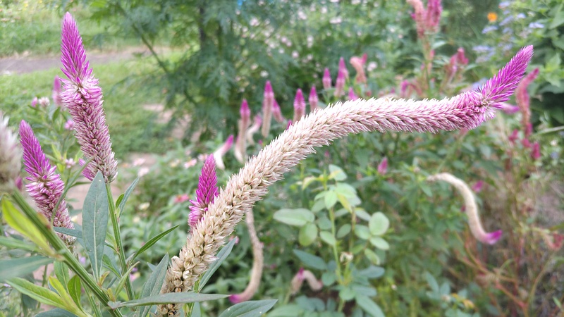 ケイトウの花 川崎市幸区さいわいふるさと公園