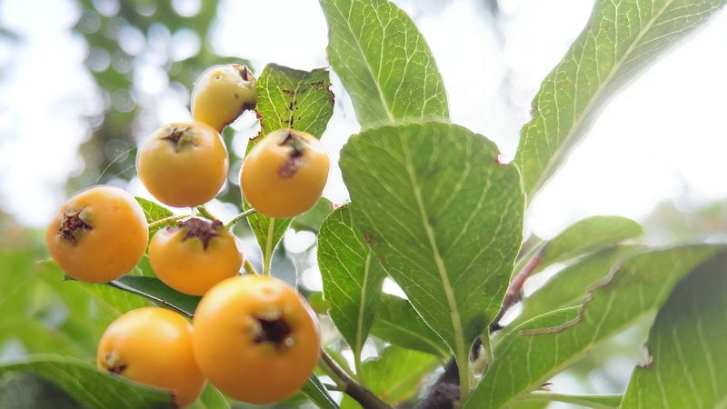 タチバナモドキの果実 川崎市幸区さいわいふるさと公園