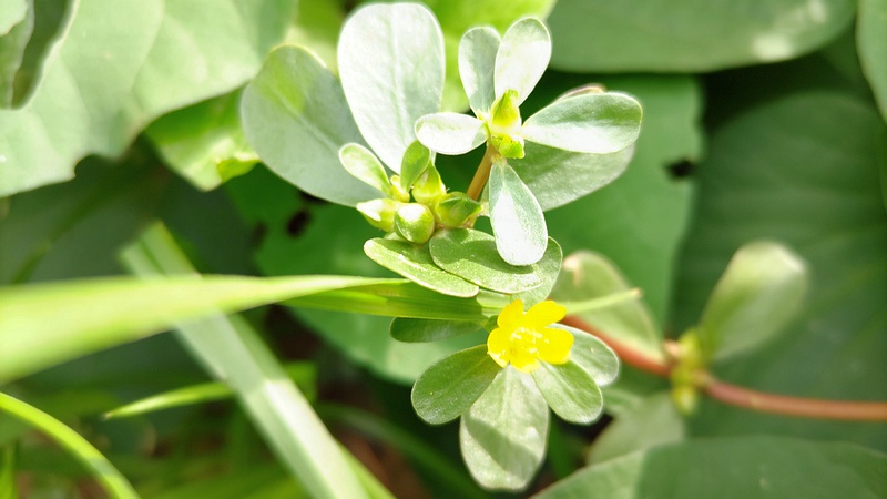 スベリヒユの花 川崎市幸区さいわいふるさと公園