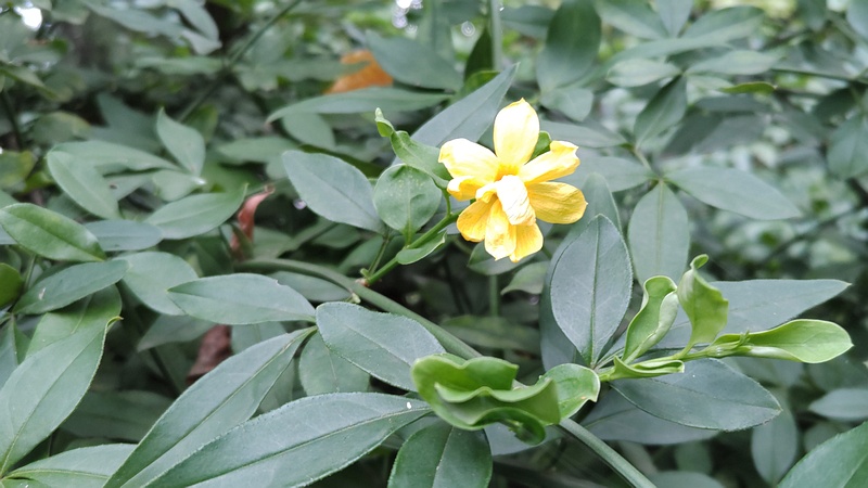 オウバイモドキの花 川崎市幸区さいわいふるさと公園