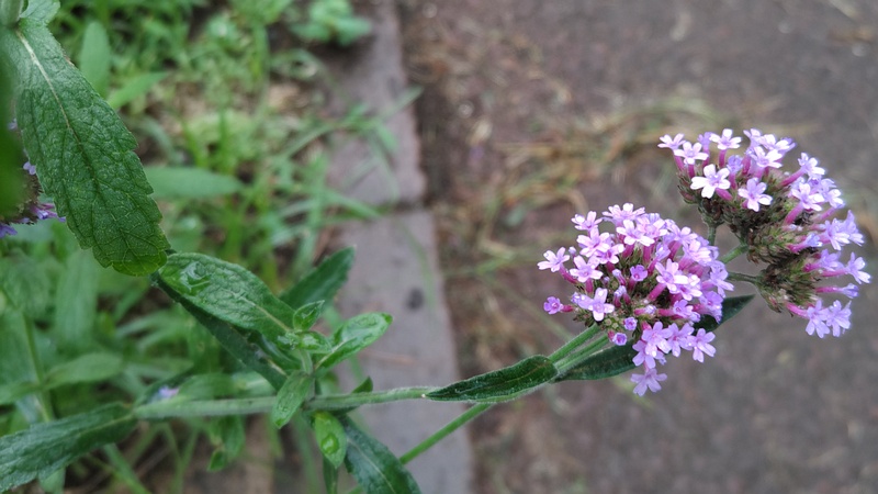 ヤナギハナガサの花 川崎市幸区さいわいふるさと公園
