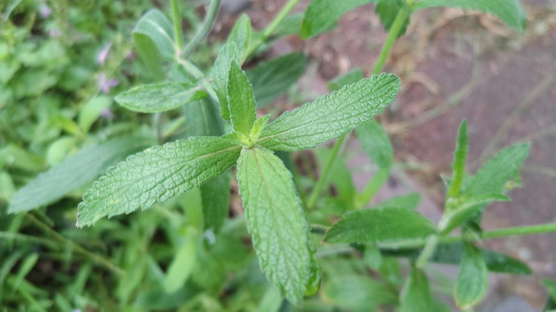 ヤナギハナガサ 川崎市幸区さいわいふるさと公園