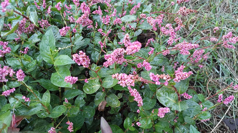 オオケタデの花 川崎市幸区さいわいふるさと公園