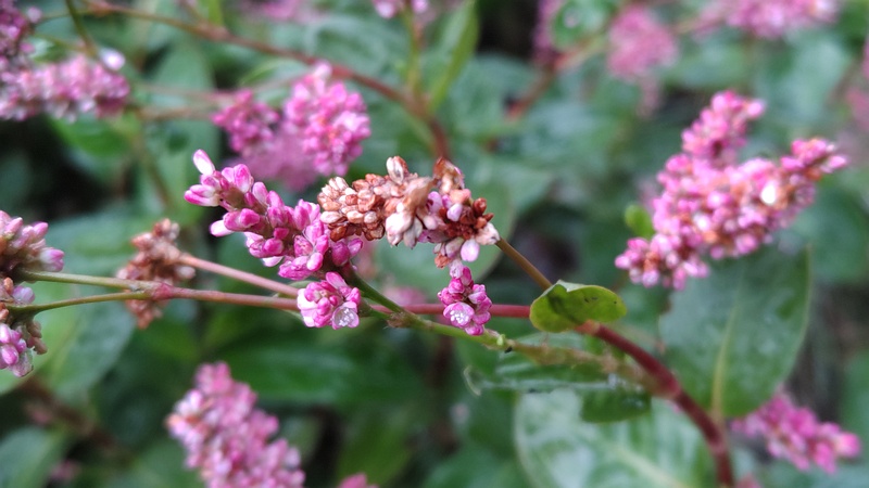 オオケタデの花 川崎市幸区さいわいふるさと公園