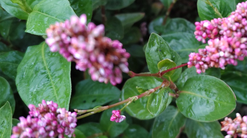 オオケタデの花 川崎市幸区さいわいふるさと公園