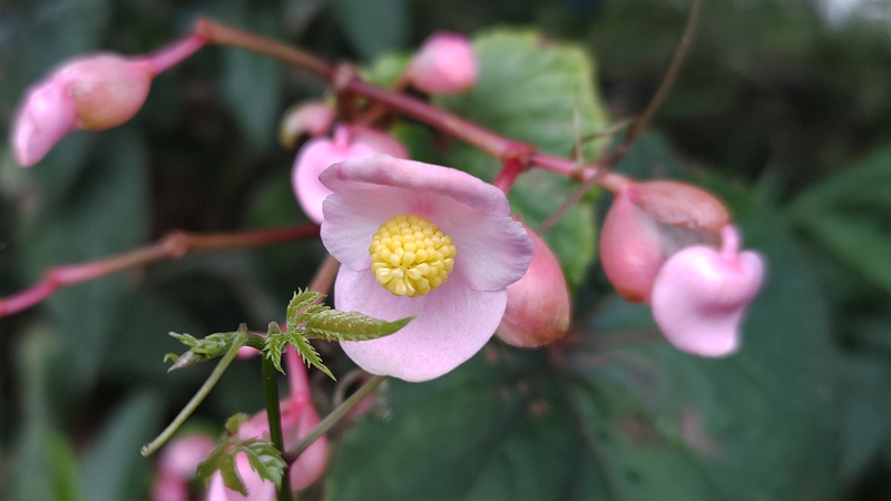 シュウカイドウの花 横浜市旭区希望が丘ふれあいの森公園