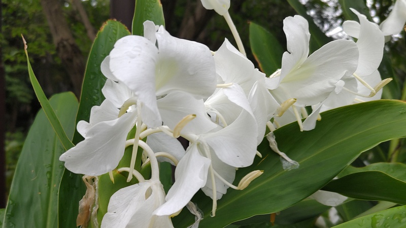 ハナシュクシャの花 横浜市旭区希望が丘水の森公園