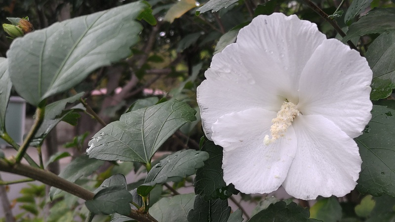 ムクゲの花 横浜市旭区中希望が丘