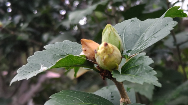 ムクゲの花 横浜市旭区中希望が丘