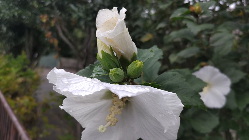 ムクゲの花 横浜市旭区中希望が丘