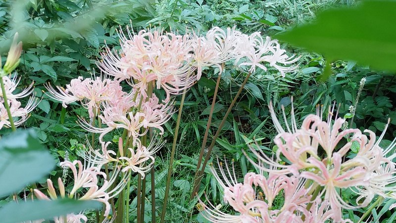 薄紅色のヒガンバナの花 横浜市旭区中希望が丘