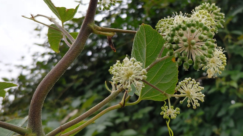 ウドの花 横浜市旭区中希望が丘